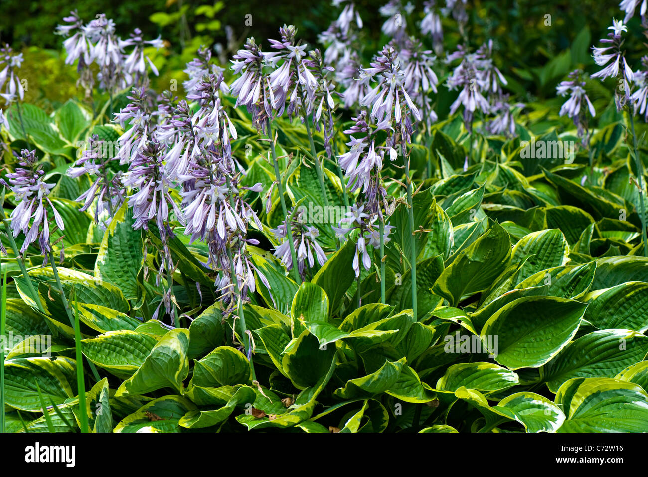 Hosta Ventricosa 'Variegata' - piantaggine gigli giglio Foto Stock