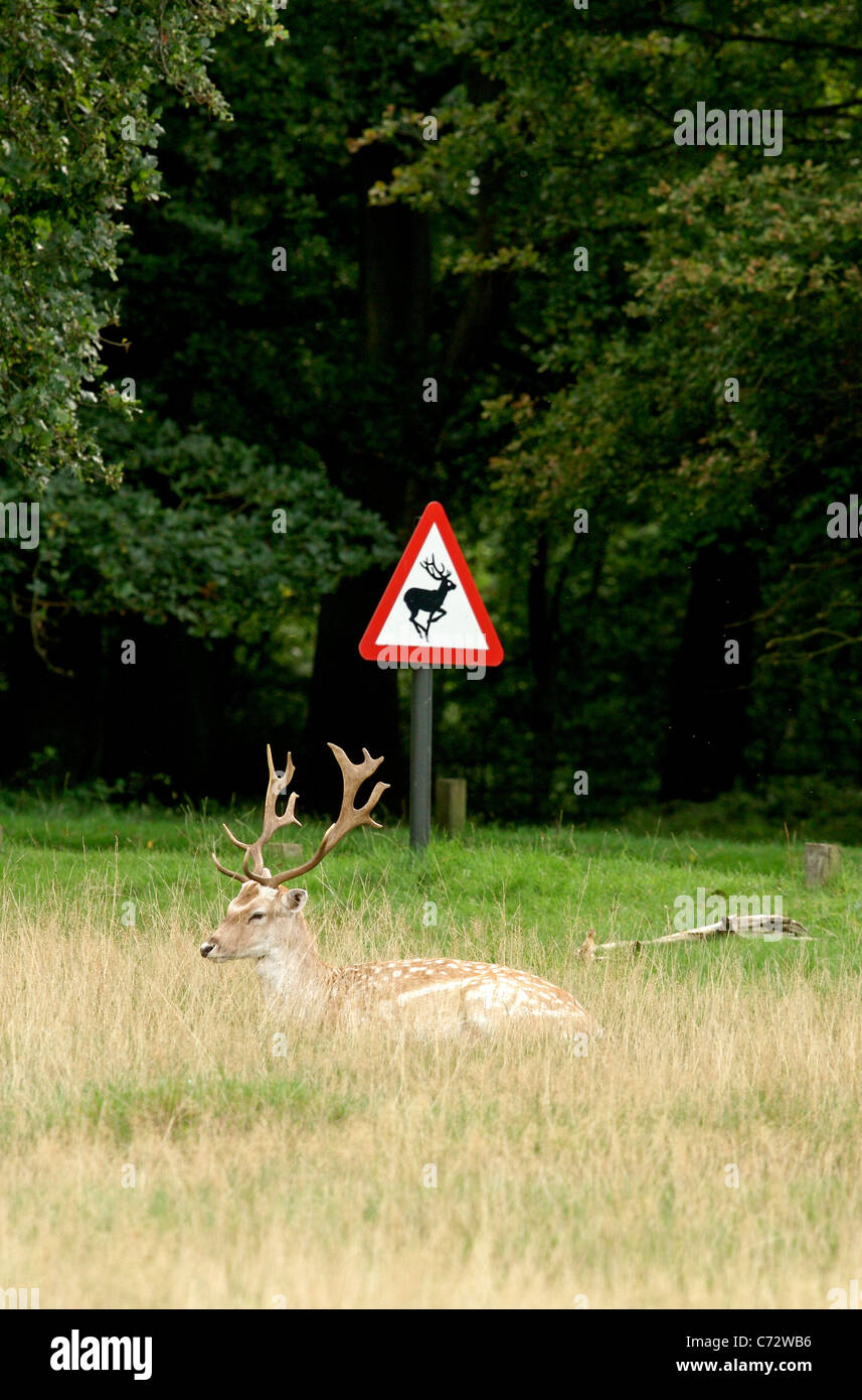 Un Daino risiede nell'erba da un cervo segno di attraversamento in Richmond Park, Londra Foto Stock