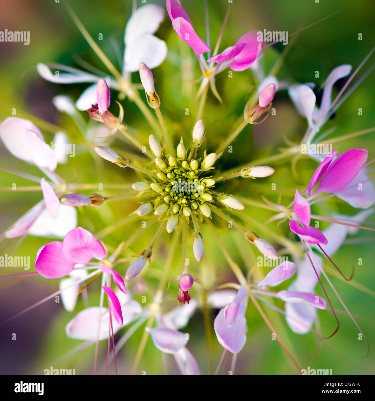 Cleome hassleriana - rosa spider flower Foto Stock