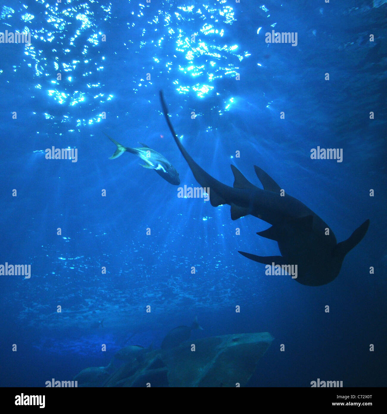 Squalo tigre Foto Stock