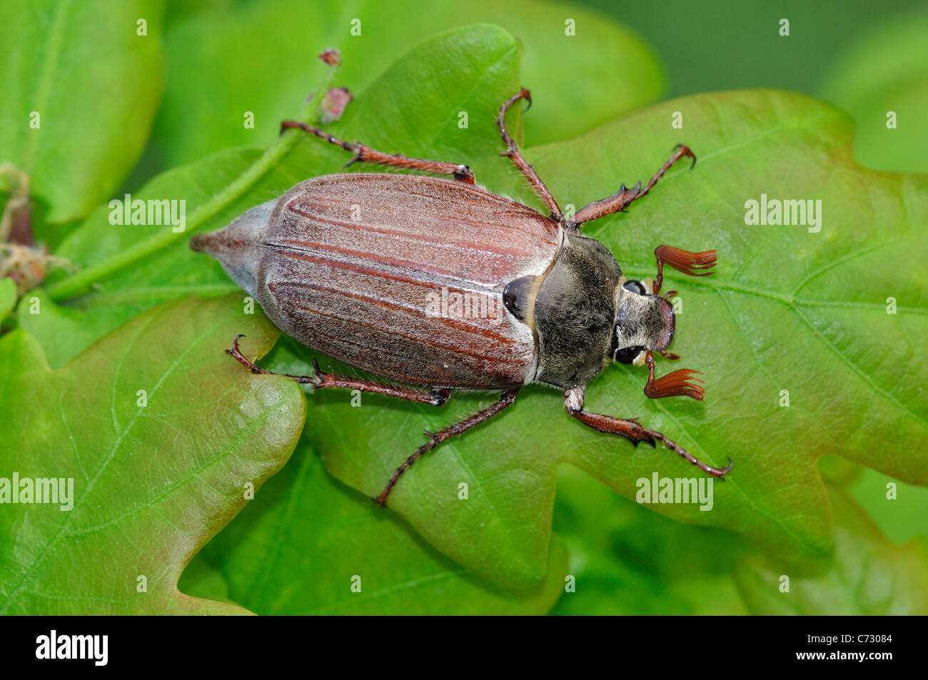 Cockchafer beetle (Melolontha melolontha) su foglie di quercia Foto Stock