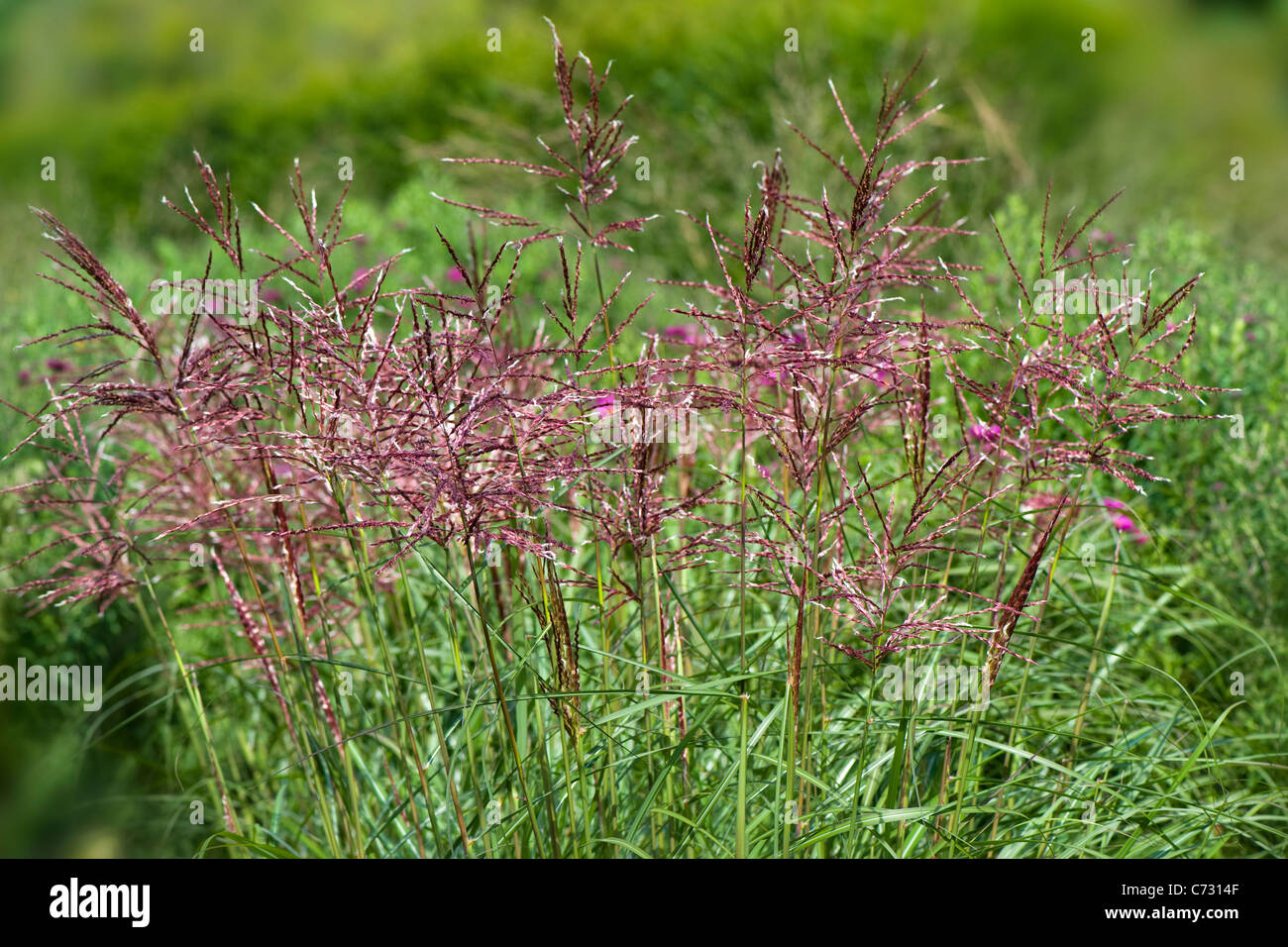 Miscanthus sinensis Gracillimus - Maiden erba (Eulalia 'Gracillimus) Foto Stock