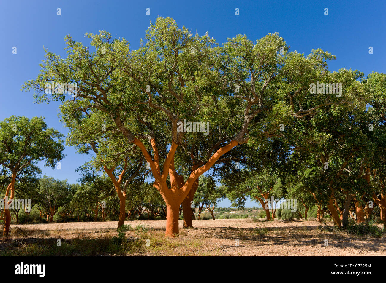 Recentemente tolto alberi da sughero in Portogallo, l'Alentejo Foto Stock