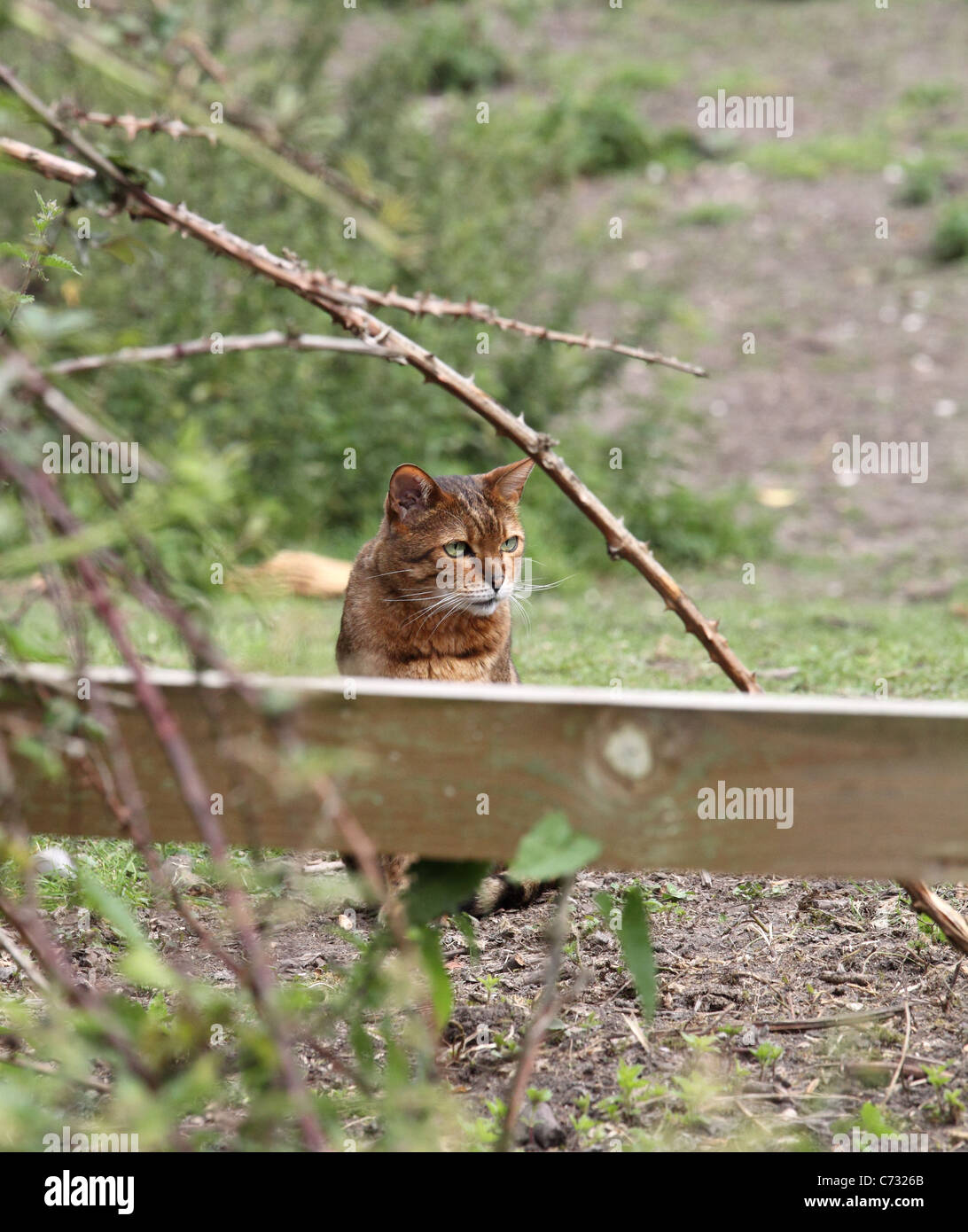 Tabby cat per cercare qualcosa da mangiare Foto Stock