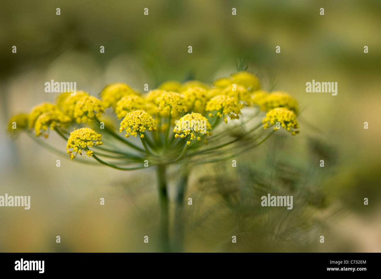 Close-up immagine della fioritura estiva, giallo Foeniculum vulgare fiori noto anche come comuni di finocchio, immagine presa contro un dolce sottofondo. Foto Stock