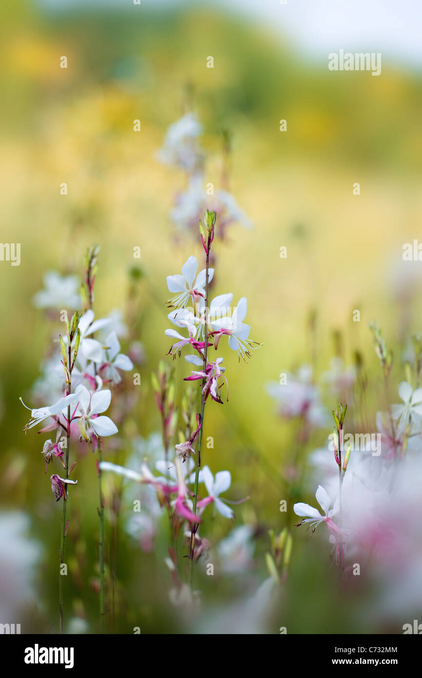 Close-up di immagine Gaura lindheimeri 'Whirling Farfalle' gaura fiori rosa e bianchi adottate contro uno sfondo morbido Foto Stock
