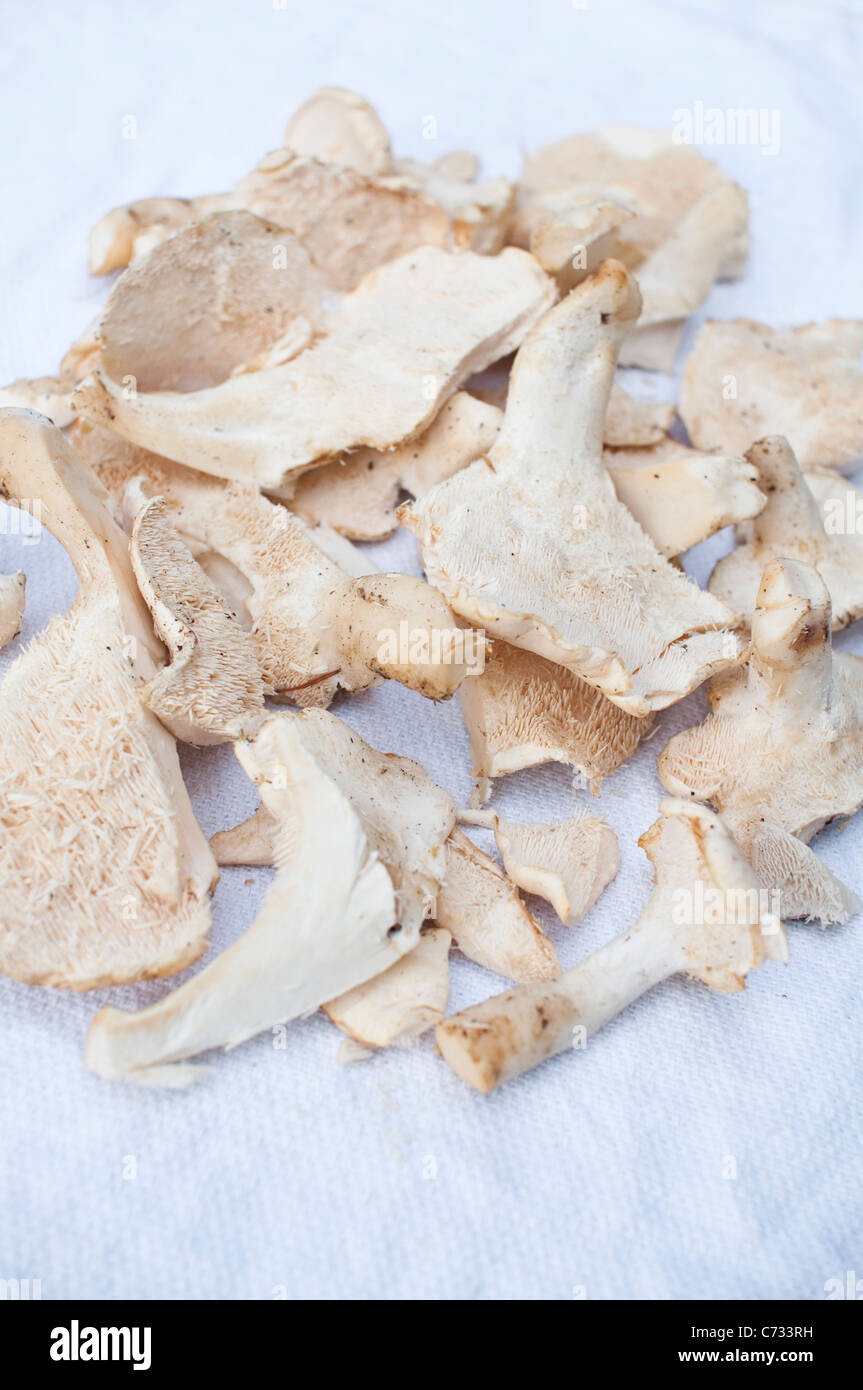 Una disposizione di funghi Hedgehog [Hydnum Repandum] su un tè bianco asciugamano, raccolte da foraggio a piedi in Northumberland, Regno Unito Foto Stock
