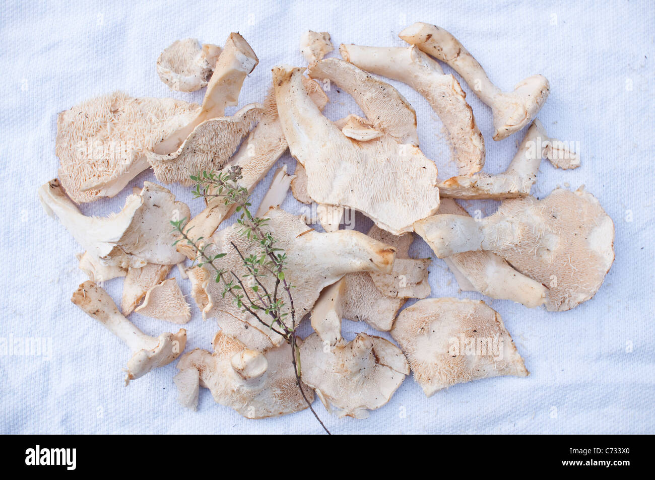 Funghi Hedgehog [Hydnum Repandum] con il timo su un tè bianco asciugamano, raccolte da foraggio a piedi in Northumberland, Inghilterra Foto Stock