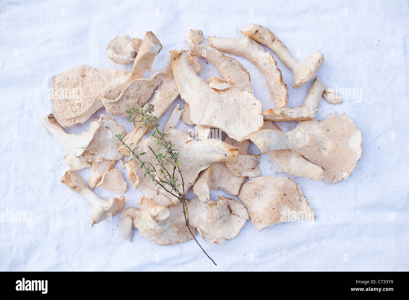 Funghi Hedgehog [Hydnum Repandum] con il timo su un tè bianco asciugamano, raccolte da foraggio a piedi in Northumberland, Inghilterra Foto Stock