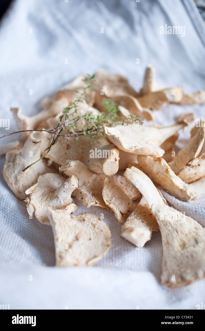 Funghi Hedgehog [Hydnum Repandum] con il timo su un tè bianco asciugamano, raccolte da foraggio a piedi in Northumberland, Inghilterra Foto Stock