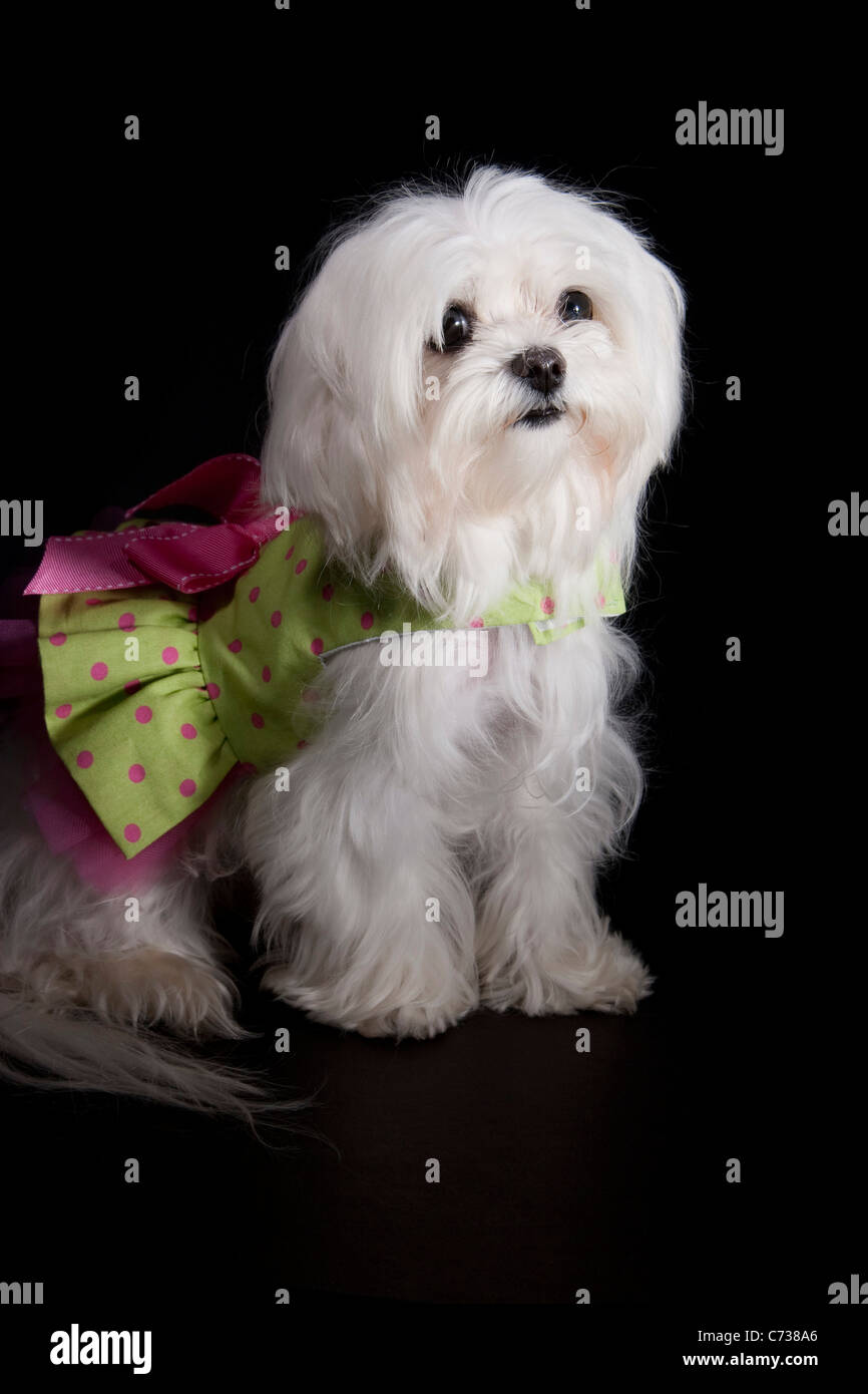 Il Maltese cucciolo vestito in tutù su sfondo nero Foto Stock