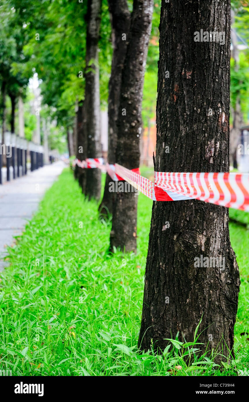 Nessuna voce attraverso la fila di alberi Foto Stock