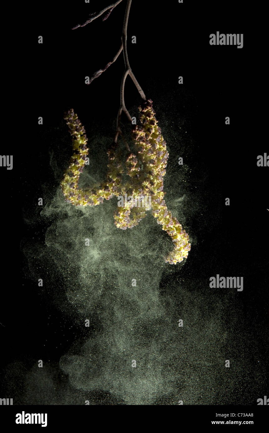 Alder (Alnus sp.), Fioritura maschile stand dando off polline. Studio Immagine contro uno sfondo nero. Foto Stock