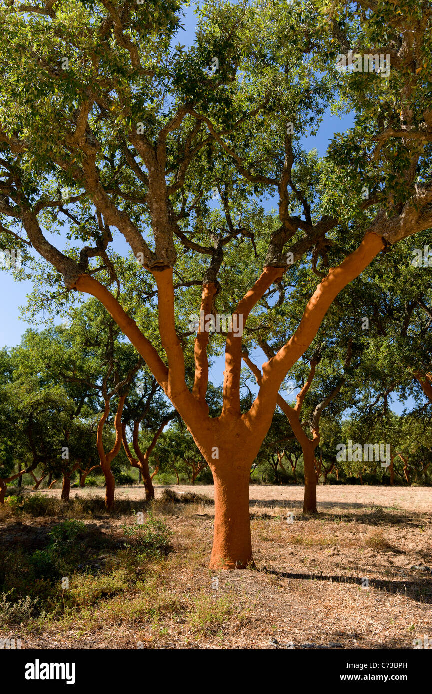 Recentemente tolto alberi da sughero in Portogallo, l'Alentejo Foto Stock