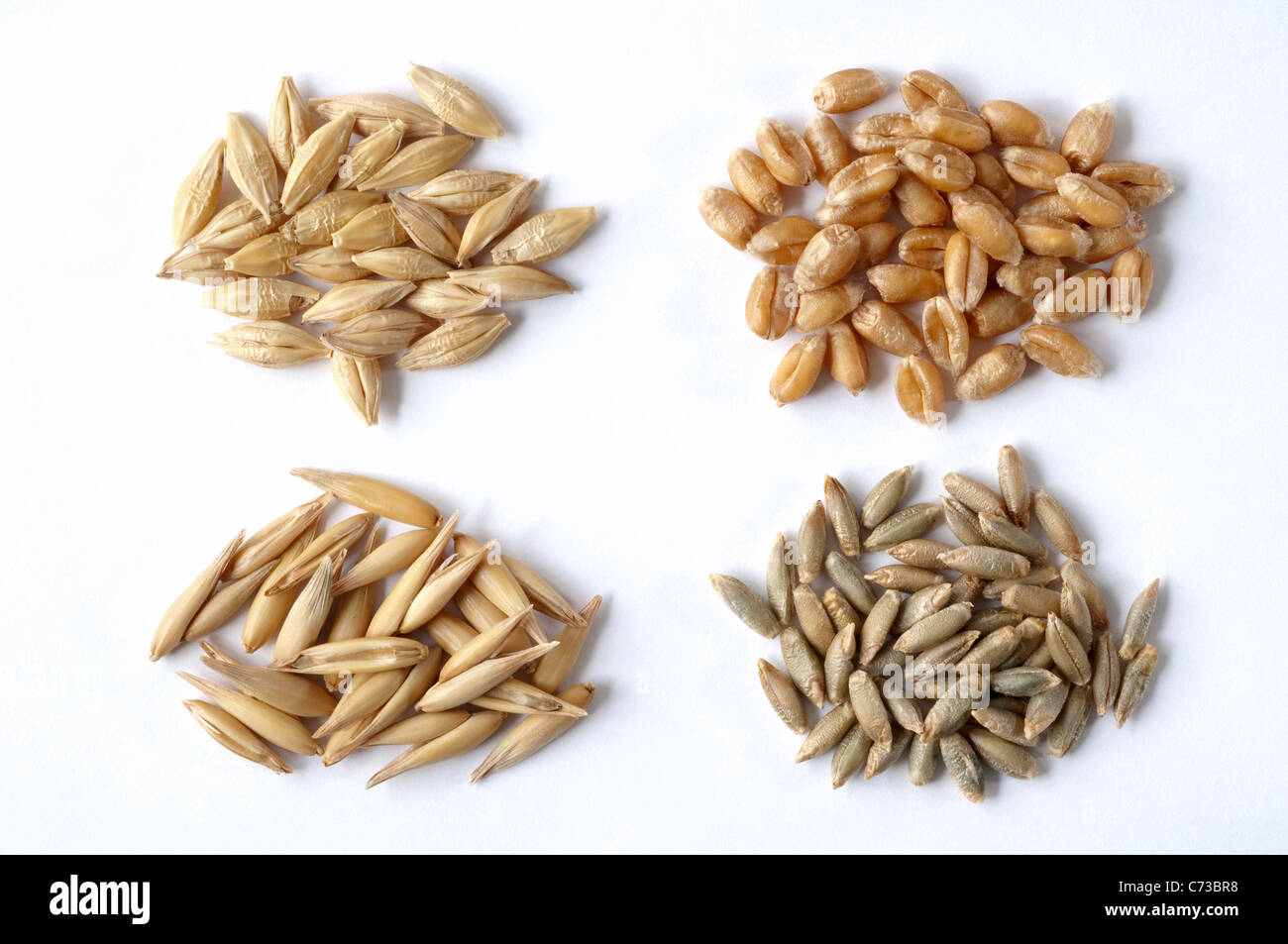 Vari cereali: orzo (Hordeum distichon), di avena (Avena sativa), frumento (Triticum aestivum) e di segala (Secale cereale). Foto Stock