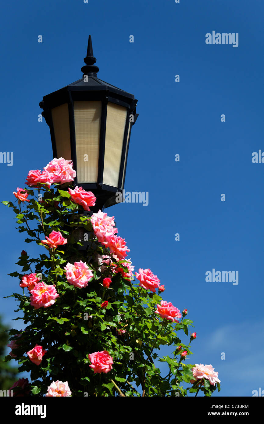 Le rose rosa per arrampicarsi su un palo della luce, International Rose Test Garden, Washington Park, Portland, Multnomah County, Oregon, Stati Uniti d'America Foto Stock