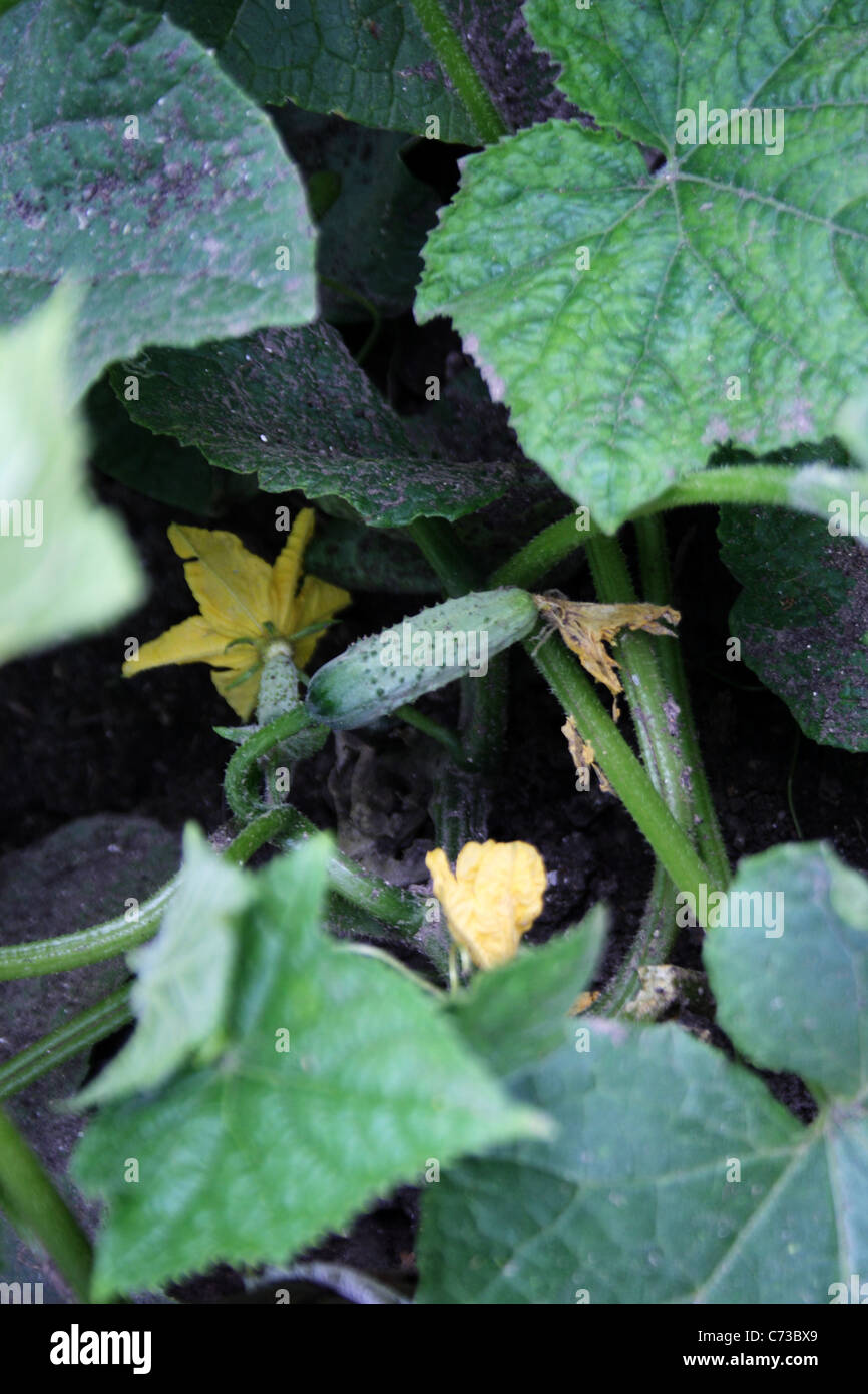 Fioritura di piante di cetriolo Foto Stock