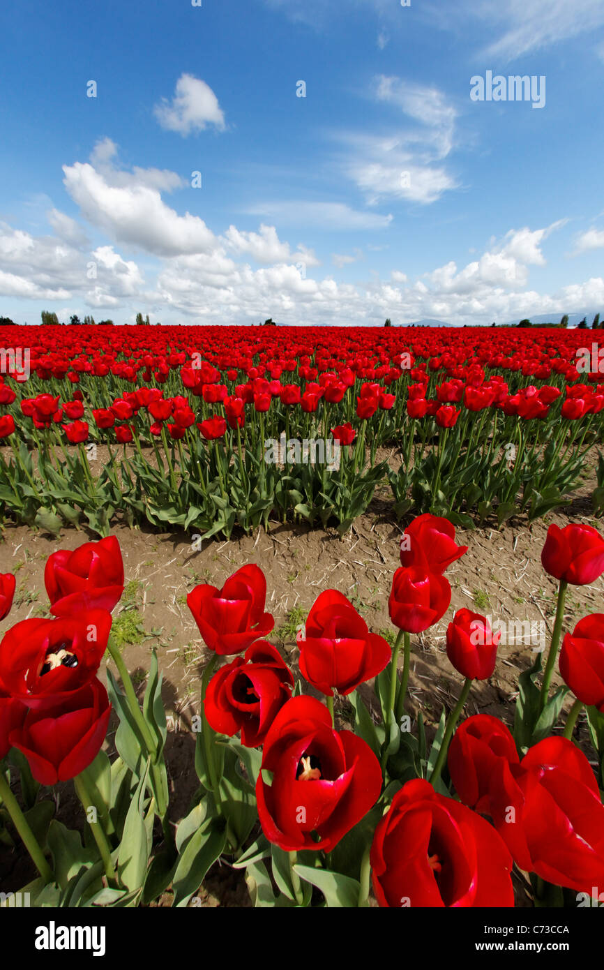 Campo di tulipani rossi al di sotto di blu cielo soleggiato con alcune nuvole, Skagit Valley, Mount Vernon, Washington, Stati Uniti d'America Foto Stock