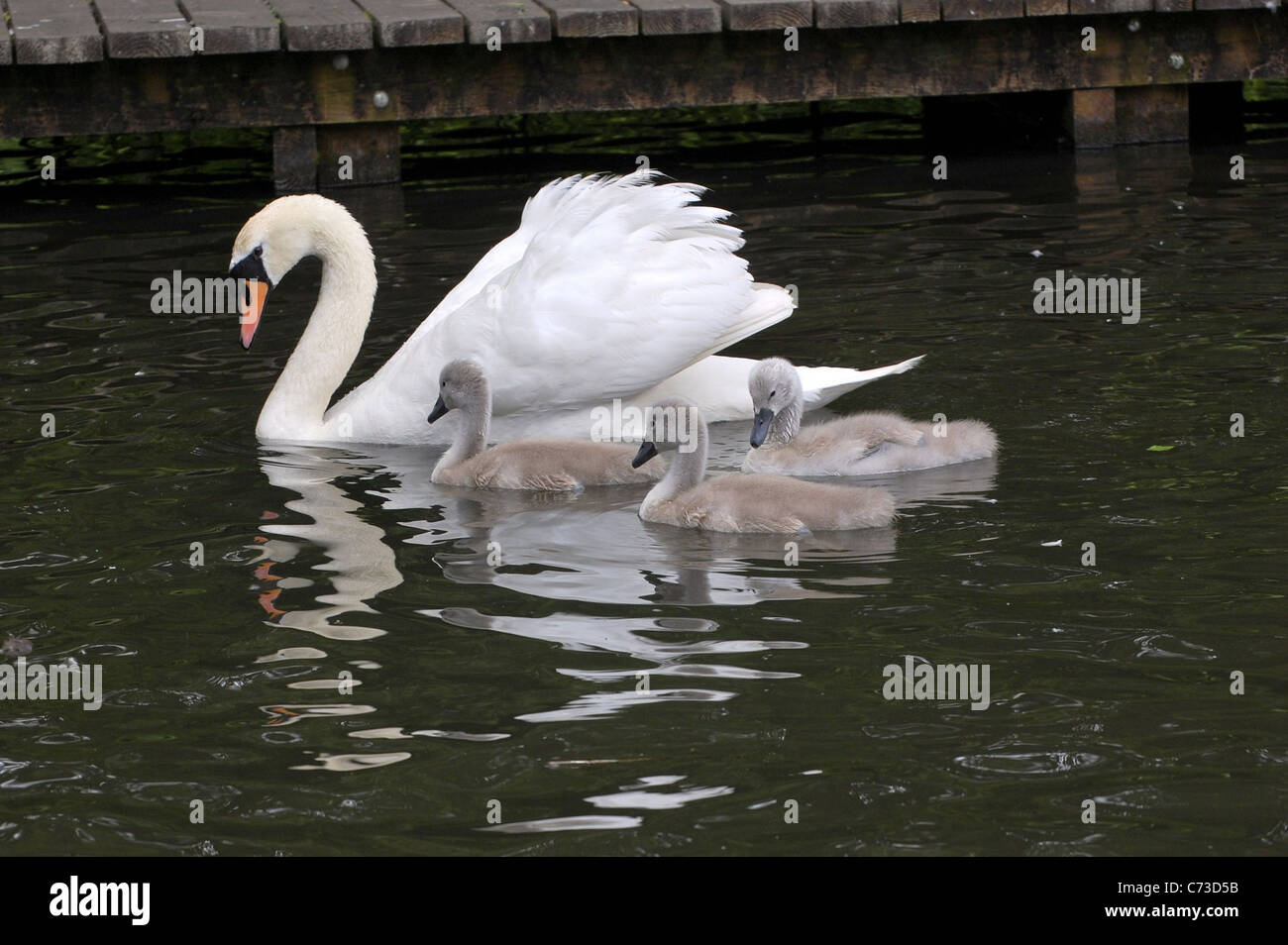 Adulto swan con tre giovani cygnets Foto Stock