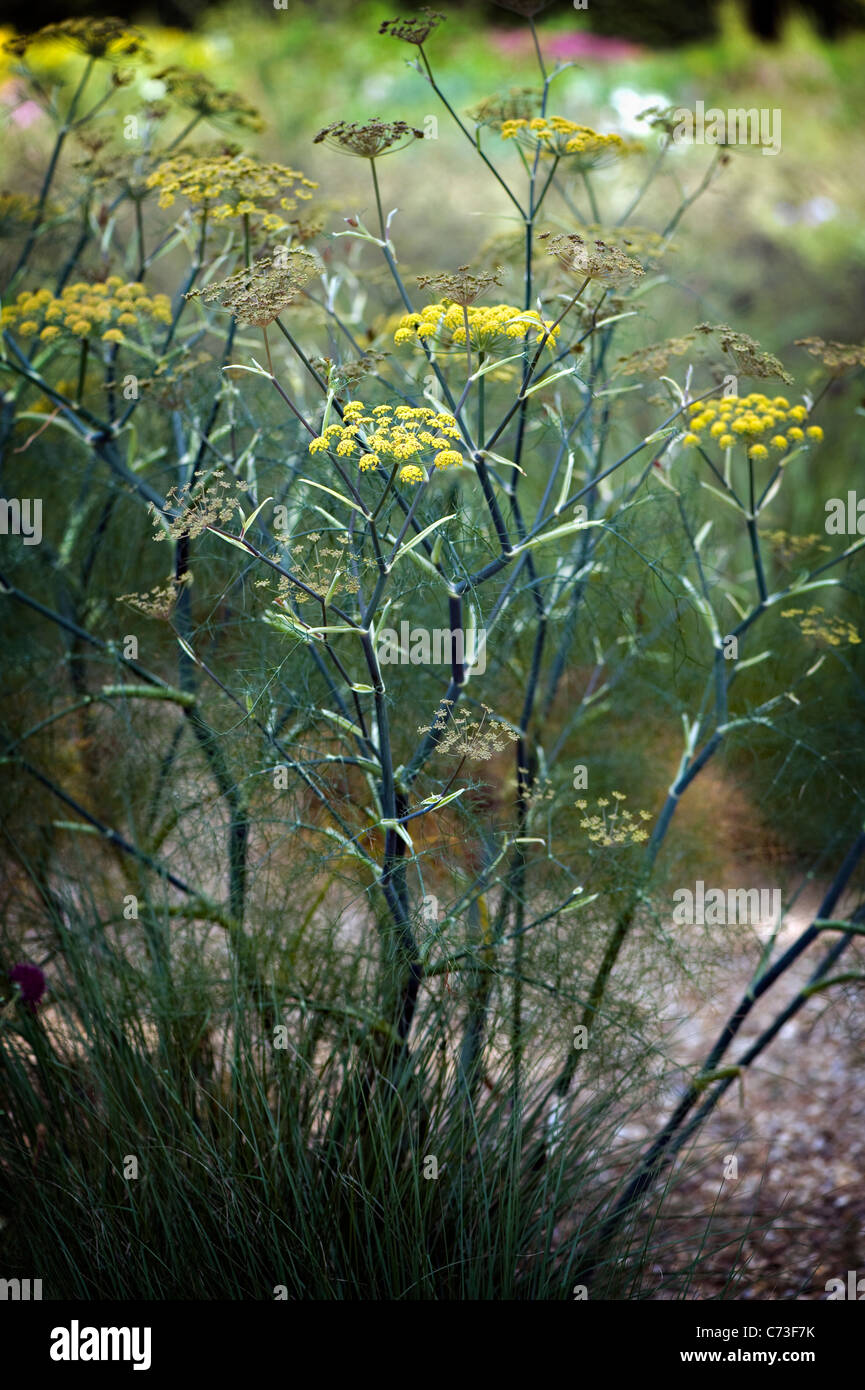 Close-up immagine della fioritura estiva, giallo Foeniculum vulgare fiori noto anche come comuni di finocchio, immagine presa contro un dolce sottofondo. Foto Stock