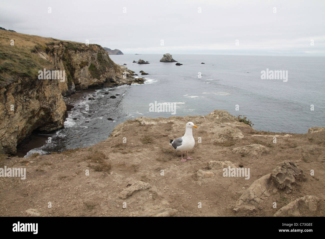 Un gabbiano in piedi sul bordo di una scogliera a punto Reyes, California. Foto Stock Un gabbiano in piedi sul bordo di una scogliera a punto Reyes, California. Foto Stock