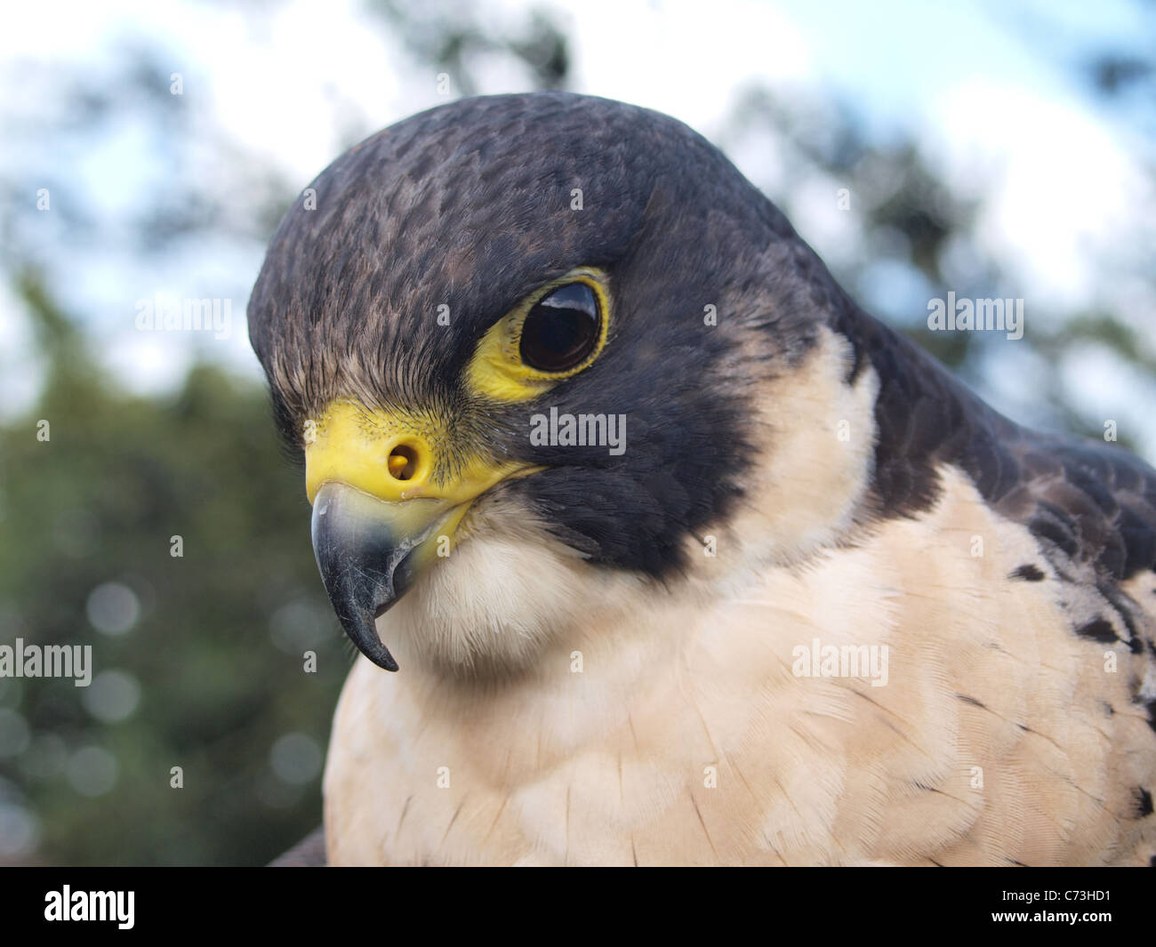 Maschio di Falco Pellegrino Falco peregrinus (prigioniero) Foto Stock