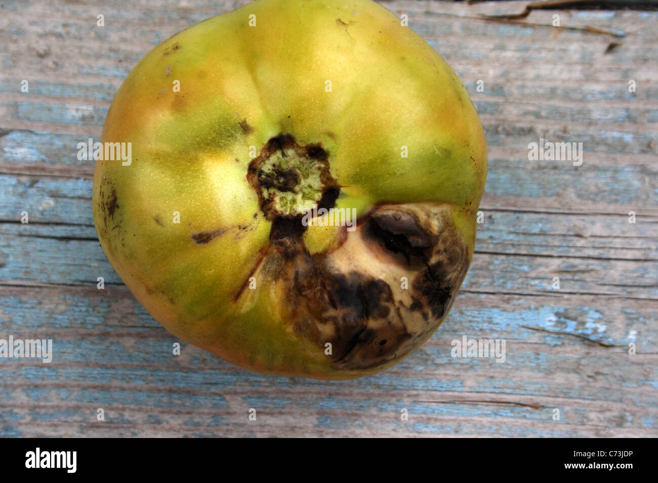 Phytophthora infestans Foto Stock