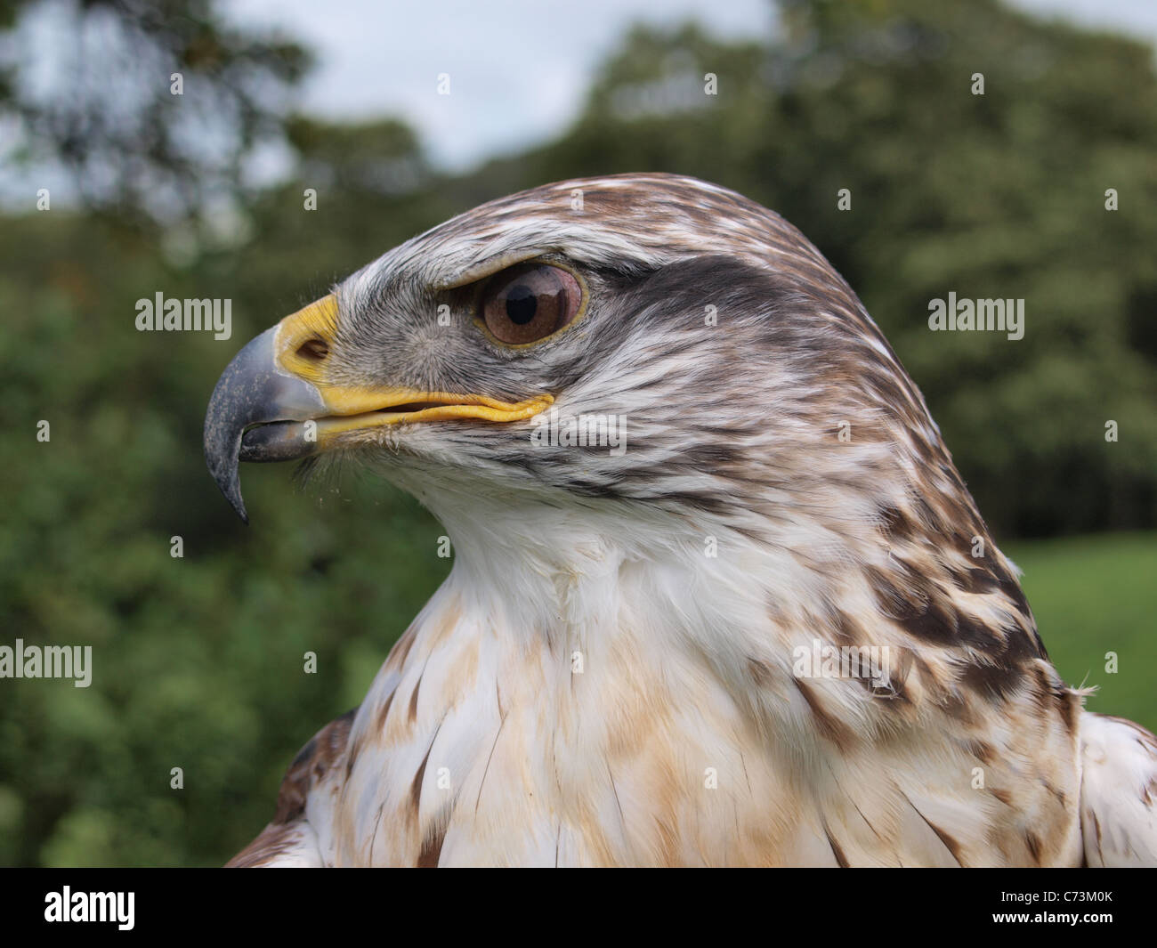 Maschio Falco ferruginosa, Buteo regalis (prigioniero) Foto Stock