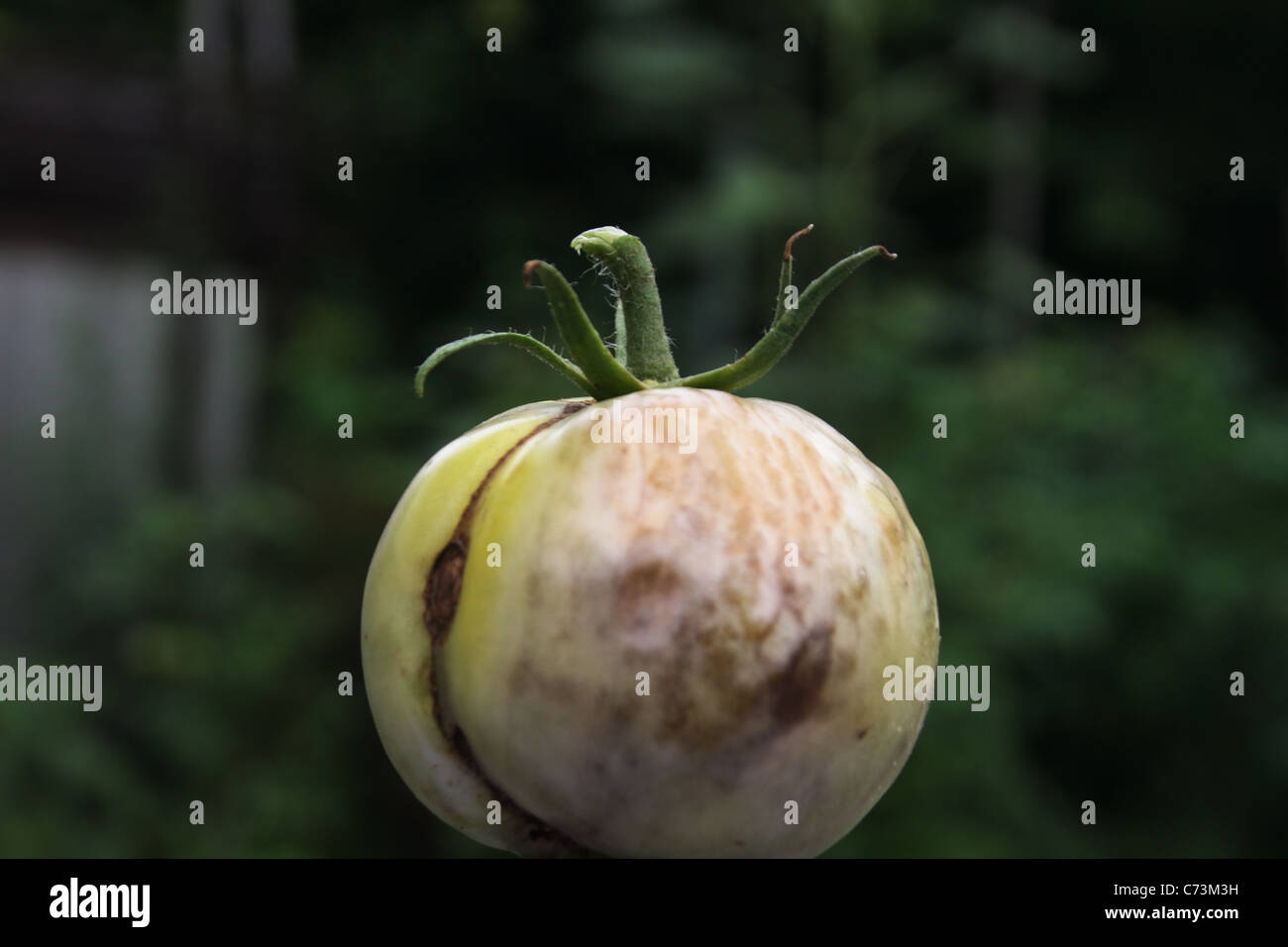 Phytophthora infestans Foto Stock