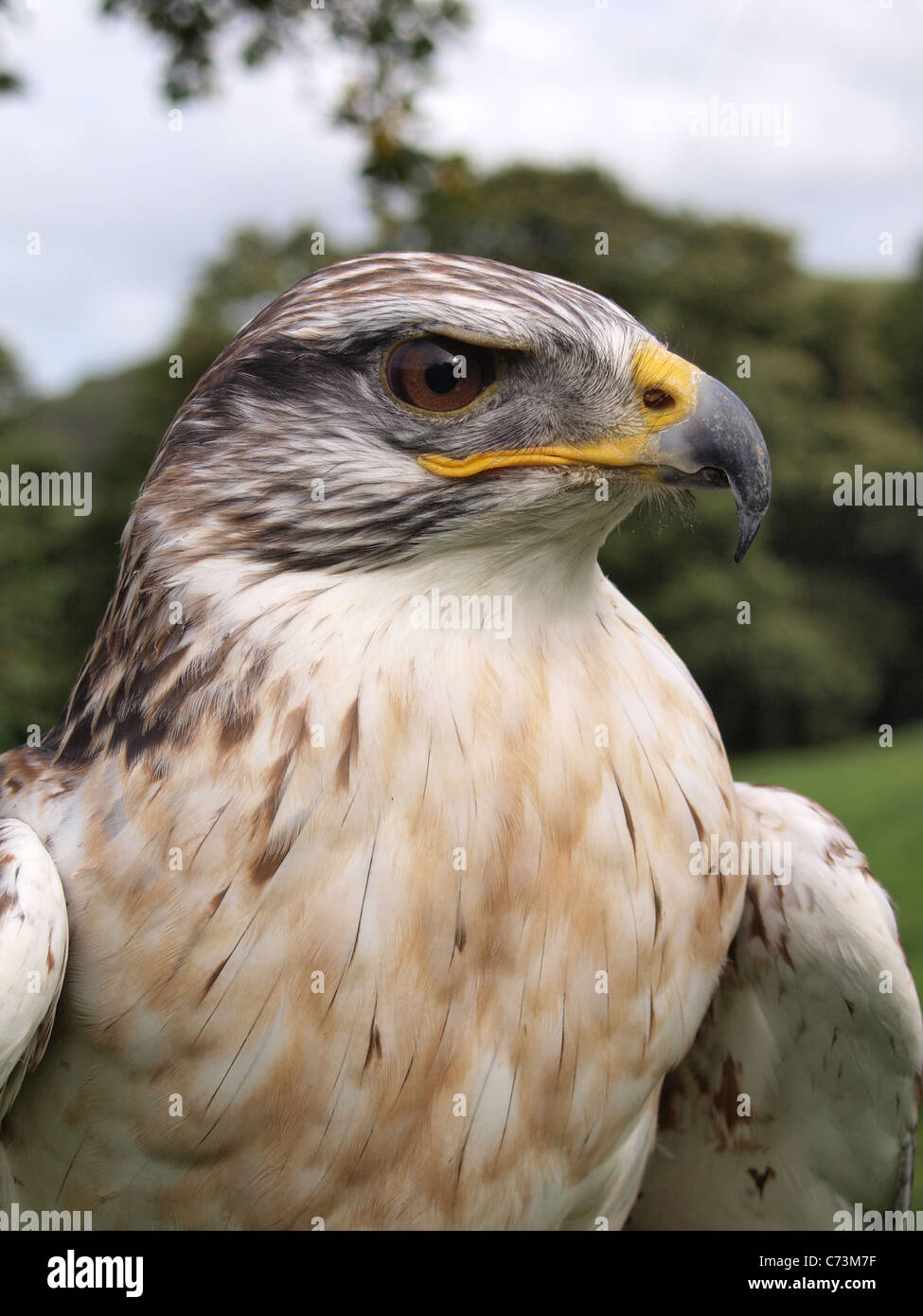 Maschio Falco ferruginosa, Buteo regalis. (Prigioniero) Foto Stock