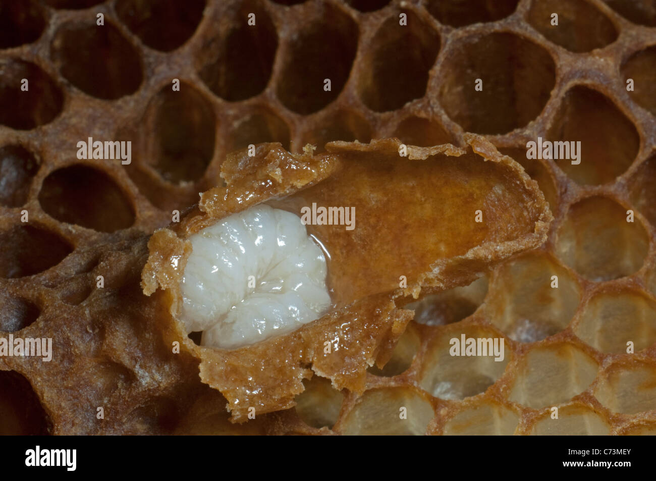 Il miele delle api (Apis mellifera, Apis mellifica). Close-up del favo di miele con un aperto cellula queen, mostrando la regina larva e pappa reale Foto Stock