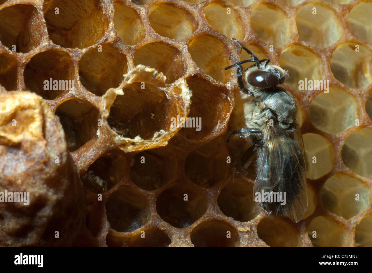 Il miele delle api (Apis mellifera, Apis mellifica). Appena schiuse drone accanto la sua cella è in attesa per asciugare. Foto Stock