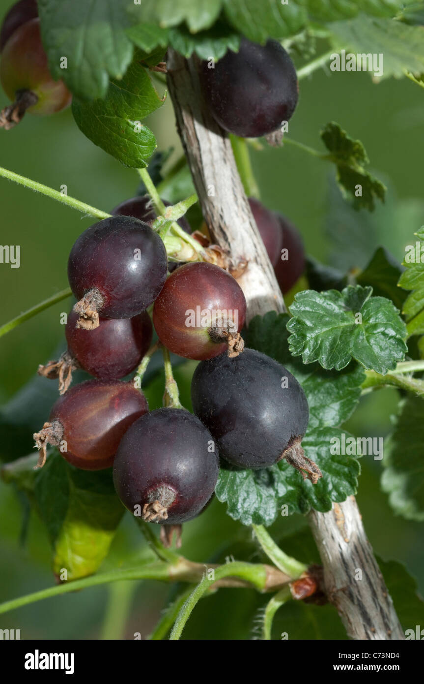 Jostaberry (Ribes x nidigrolaria Josta Janova), ramoscello con foglie e bacche. Foto Stock