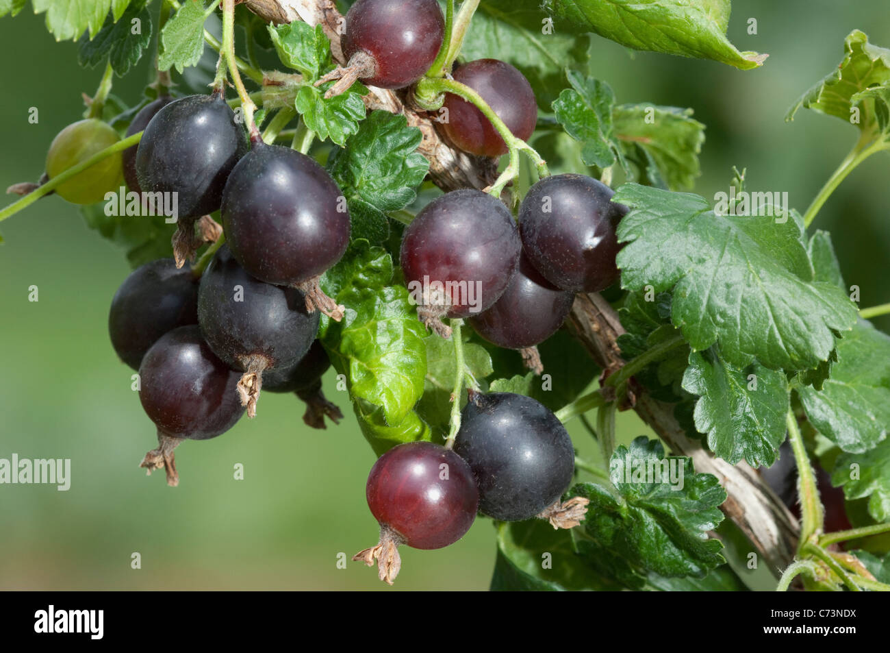 Jostaberry (Ribes x nidigrolaria Josta Janova), ramoscello con foglie e bacche. Foto Stock