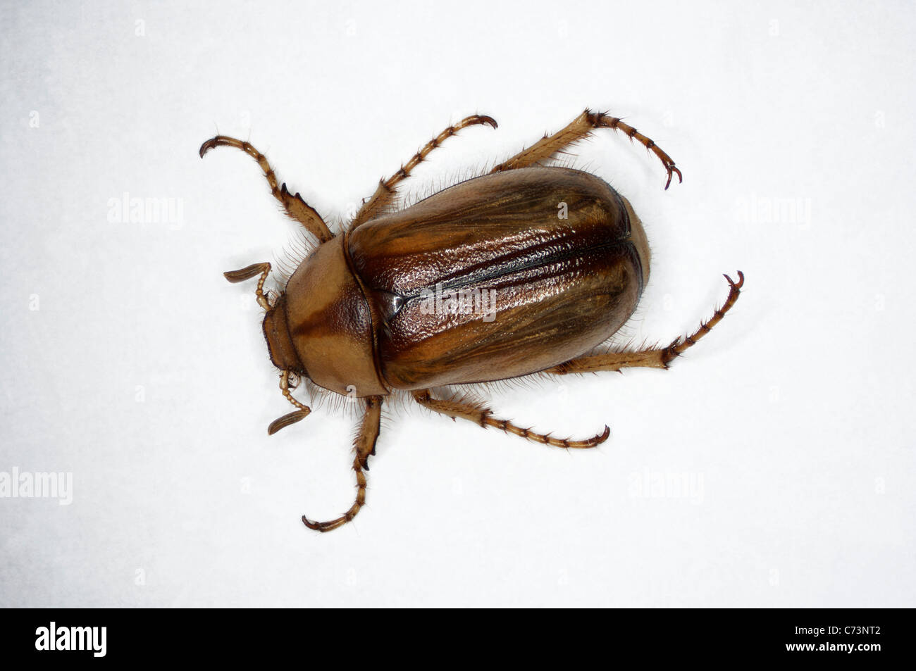 Estate Chafer, Europeo Giugno Beetle (Amphimallon solstitiale). Imago, studio immagine contro uno sfondo bianco. Foto Stock