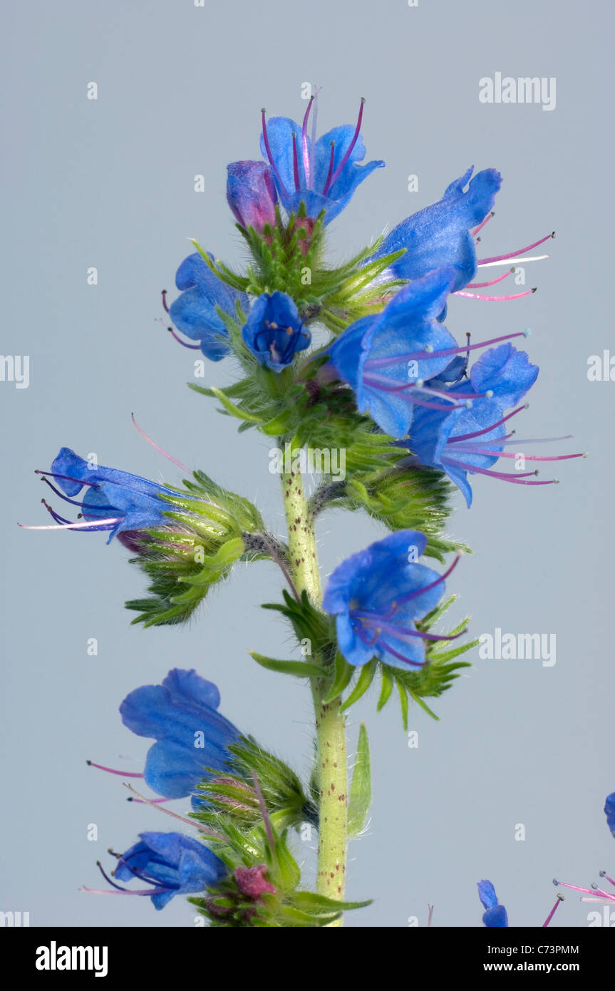 Le vipere Bugloss, Blueweed (Echium vulgare), fioritura dello stelo. Studio Immagine contro uno sfondo grigio. Foto Stock