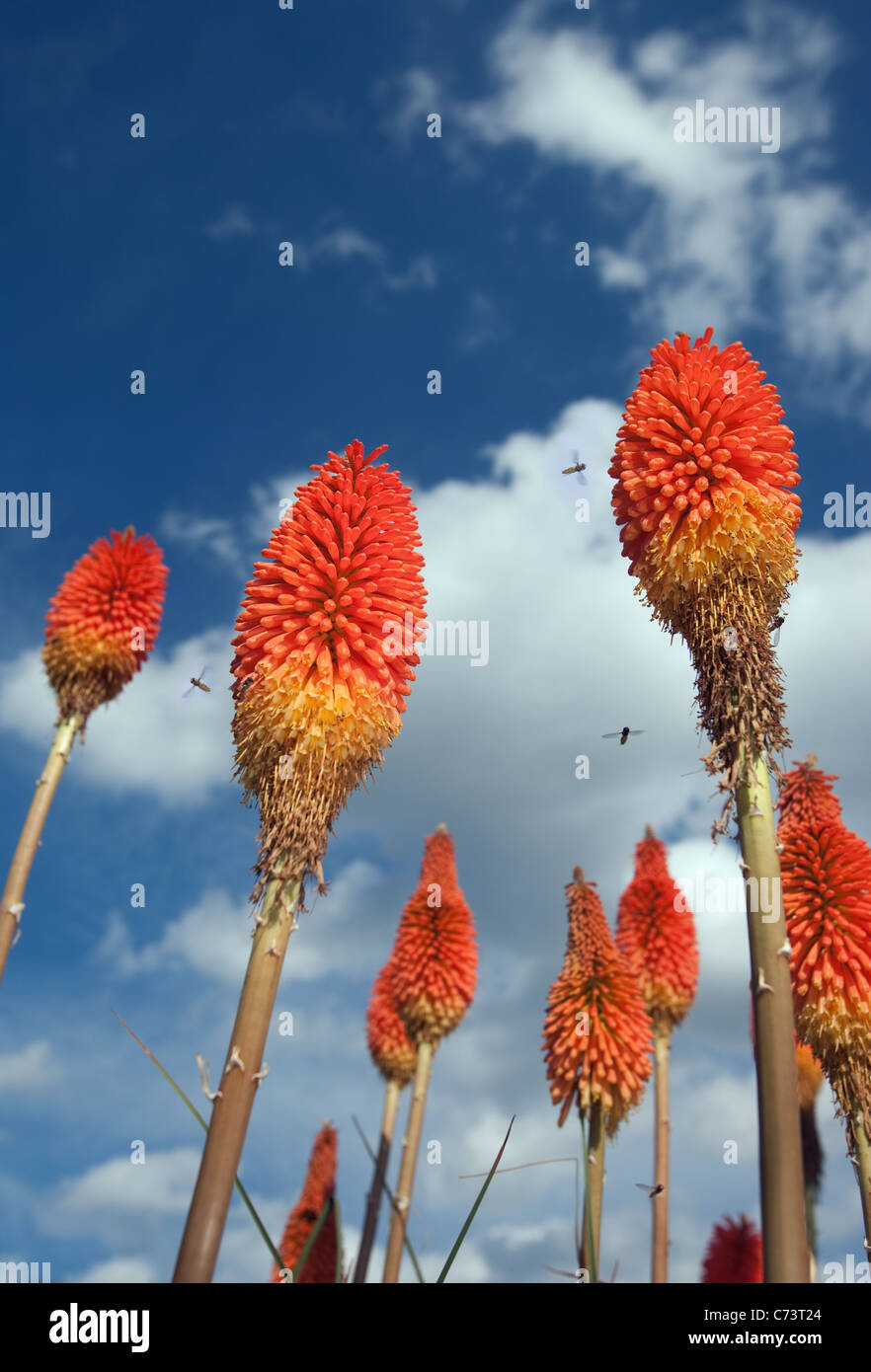 Red Hot Pokers Kniphofia inearifolia contro un cielo blu con hoverflies Foto Stock