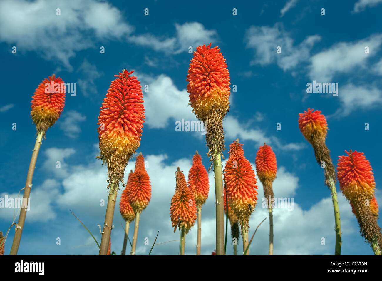 Red Hot Pokers Kniphofia inearifolia contro il cielo blu con api Foto Stock