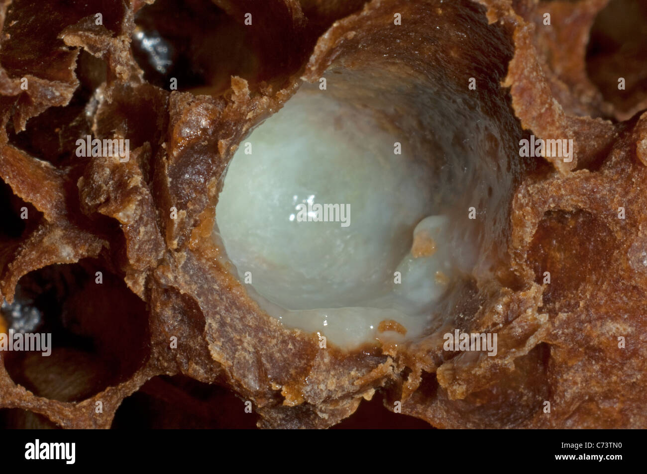 Il miele europeo Bee, Western miele delle api (Apis mellifera, Apis mellifica). Close-up di aperto regina cella riempita con Pappa reale. Foto Stock