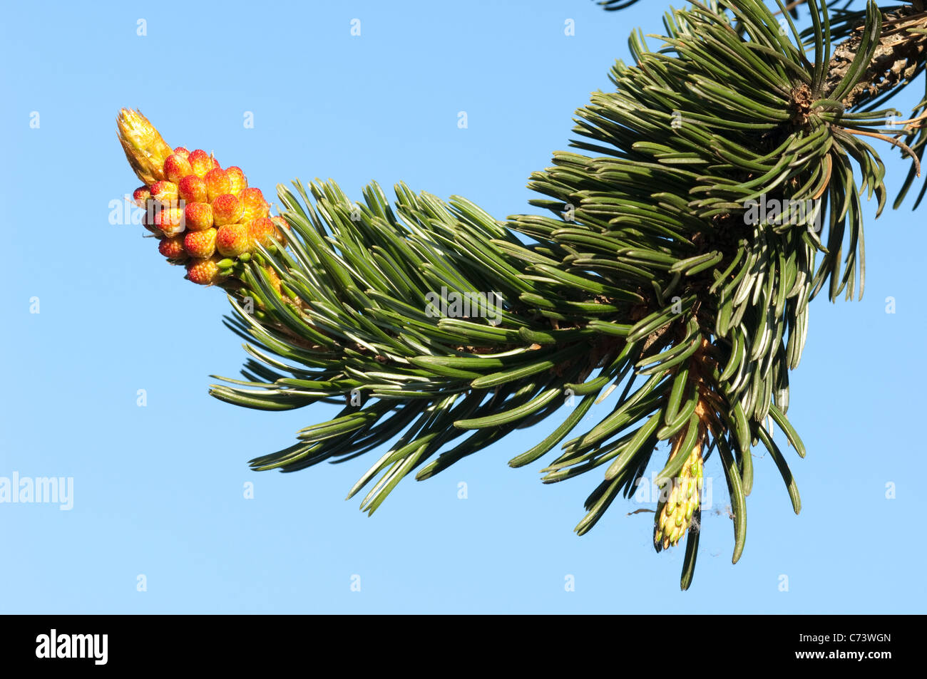 Grande Bacino Bristlecone pine (Pinus longaeva), ramoscello con fiori. Foto Stock