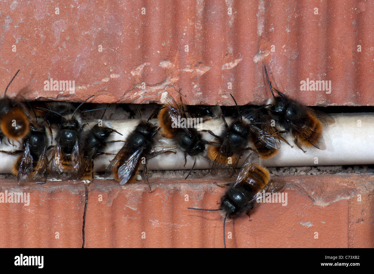 Red Mason Bee (Osmia simum, la Osmia rufa). Parecchi maschi raccolta all'ingresso di una colonia di accoppiarsi con le femmine emergenti. Foto Stock
