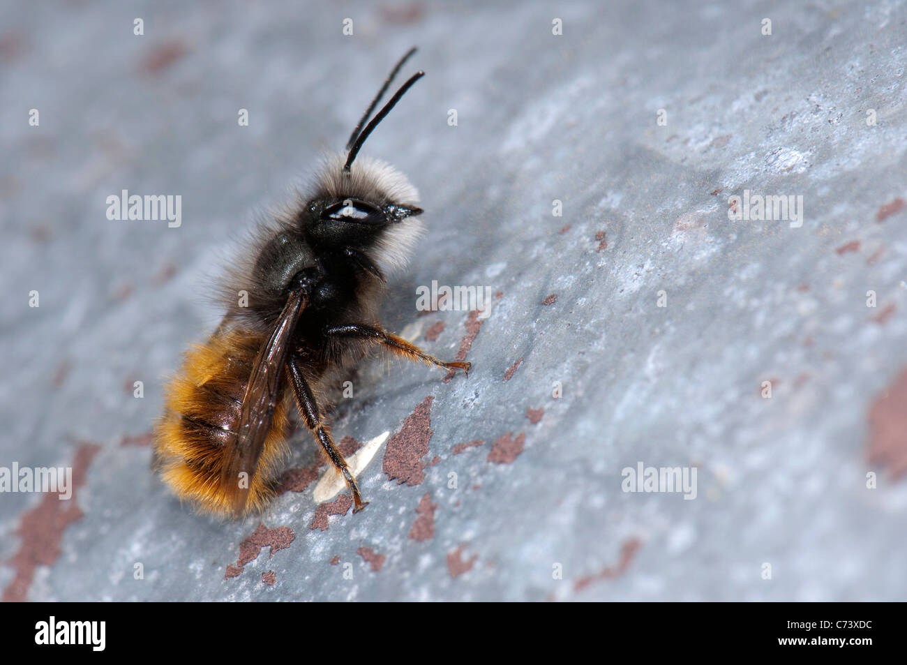 Red Mason Bee (Osmia simum, la Osmia rufa) su una parete. Foto Stock