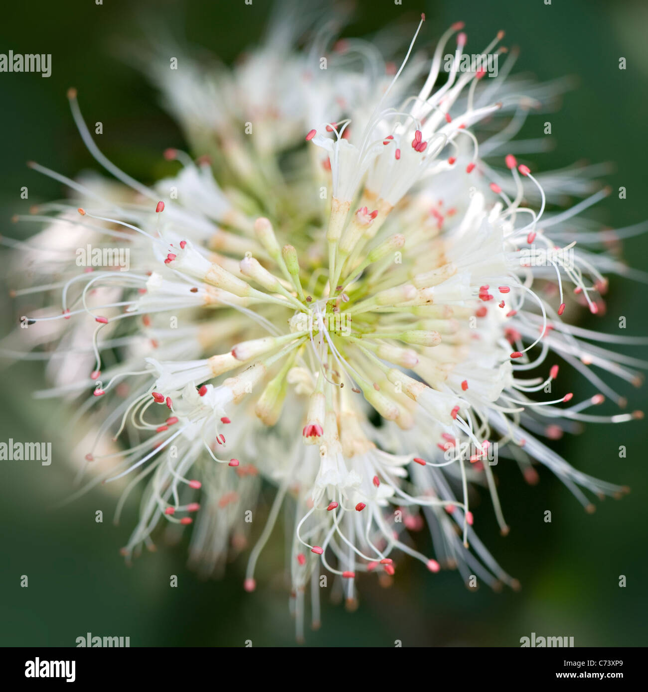 Close-up/macro immagine del bianco Aesculus parviflora fiore noto anche come scovolino da bottiglia Buckeye Foto Stock