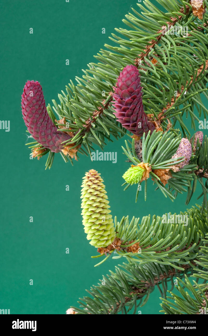 Comune di abete rosso, Abete rosso (Picea abies). Ramoscello con maschio e femmina di fiori. Foto Stock