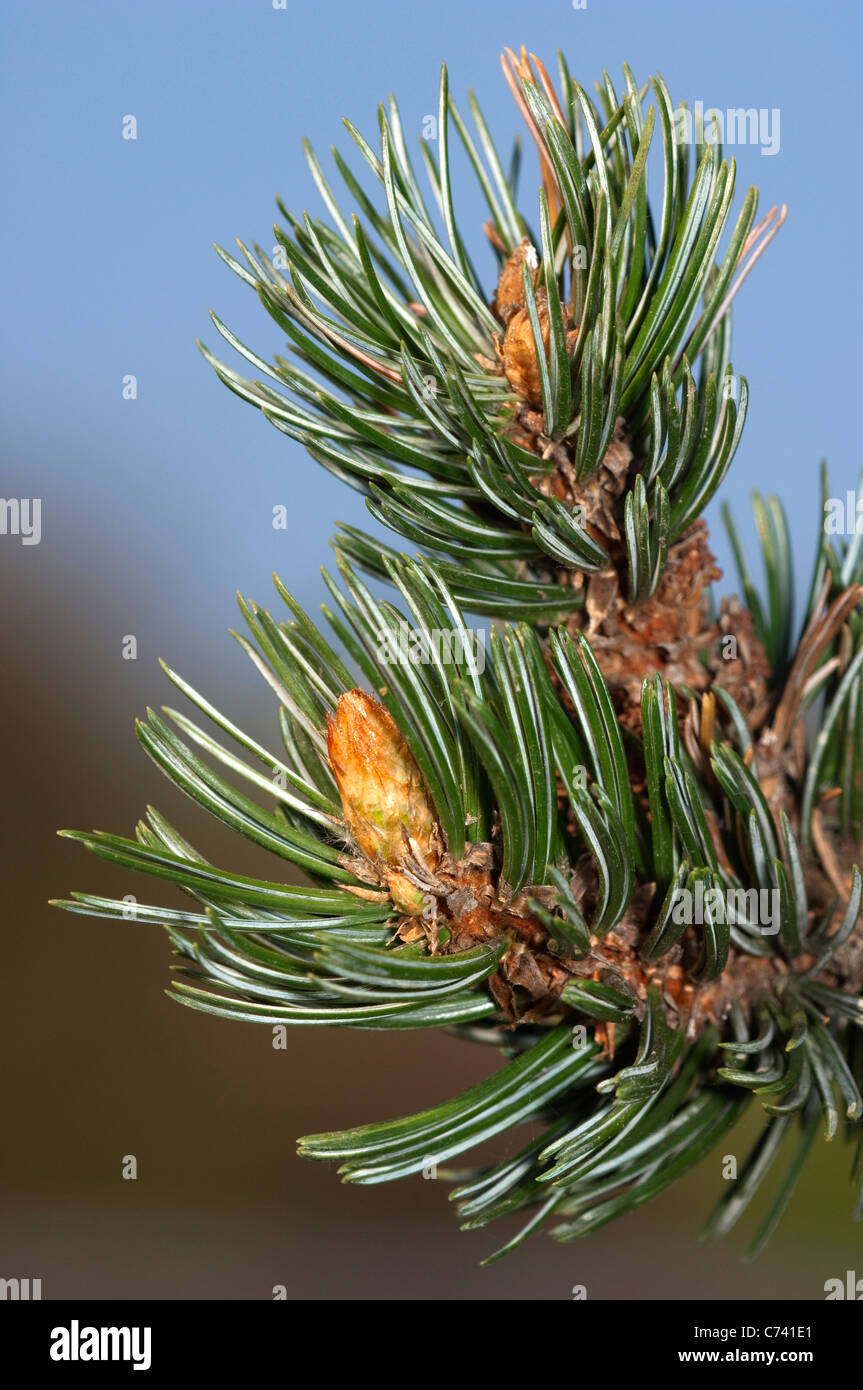 Grande Bacino Bristlecone pine (Pinus longaeva), ramoscello. Foto Stock