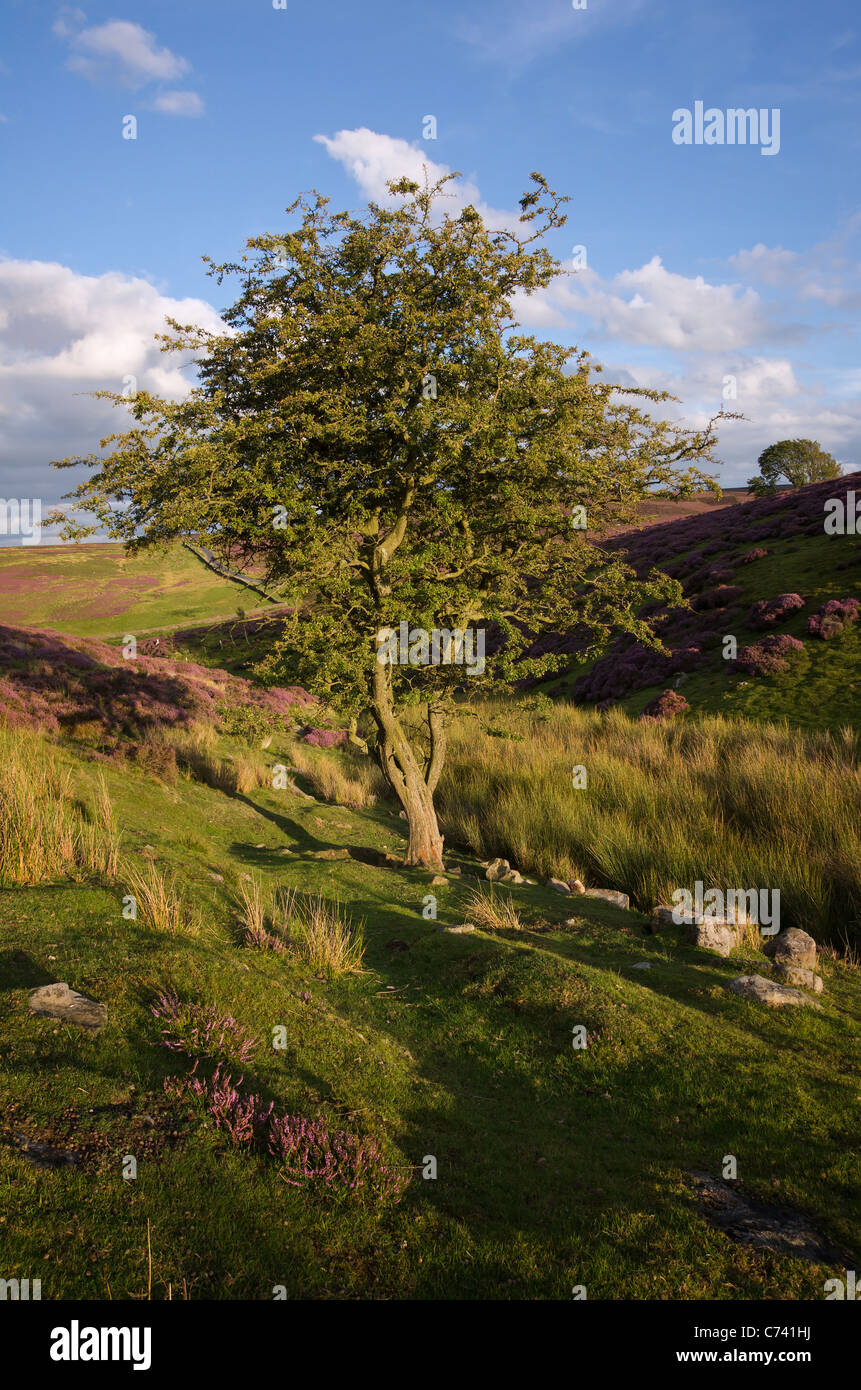 Albero di biancospino su Grinton Moor in Swaledale, Yorkshire Dales Foto Stock