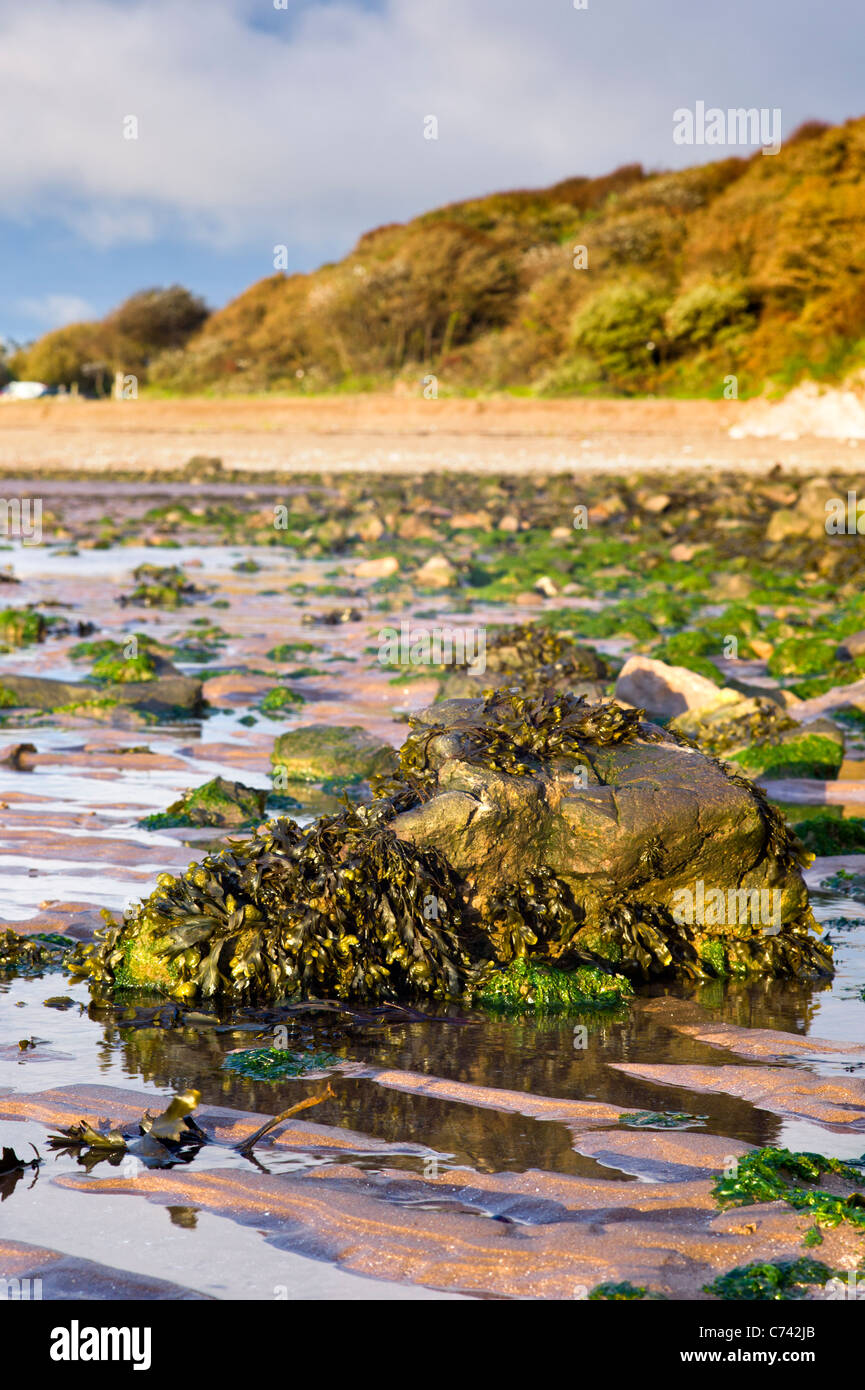 Le alghe coperto rock sulla spiaggia con la bassa marea e del tramonto , baia di sabbia , Weston super Mare , North Somerset , Inghilterra Foto Stock