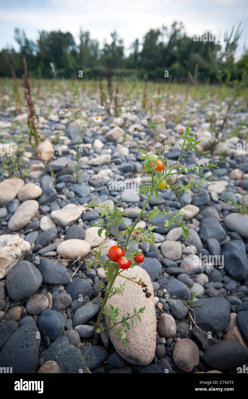 Un selvatico pianta di pomodoro su una banca del fiume Allier (Allier - Francia). Pied de pomodori sauvages sur une rive de l'Allier (Francia). Foto Stock