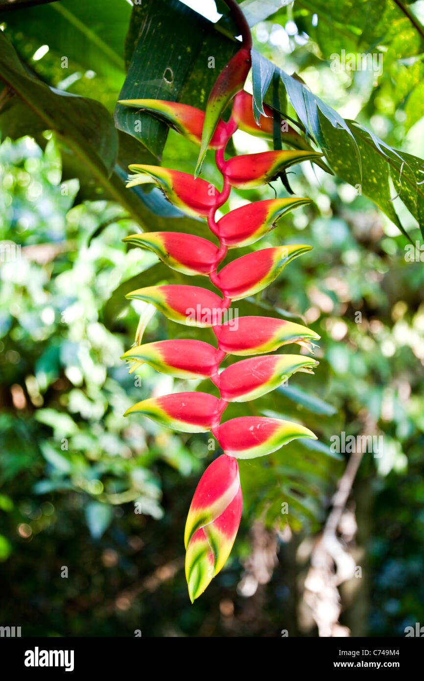 Heliconia pendula infiorescenza, Brasile, Sud America. Foto Stock