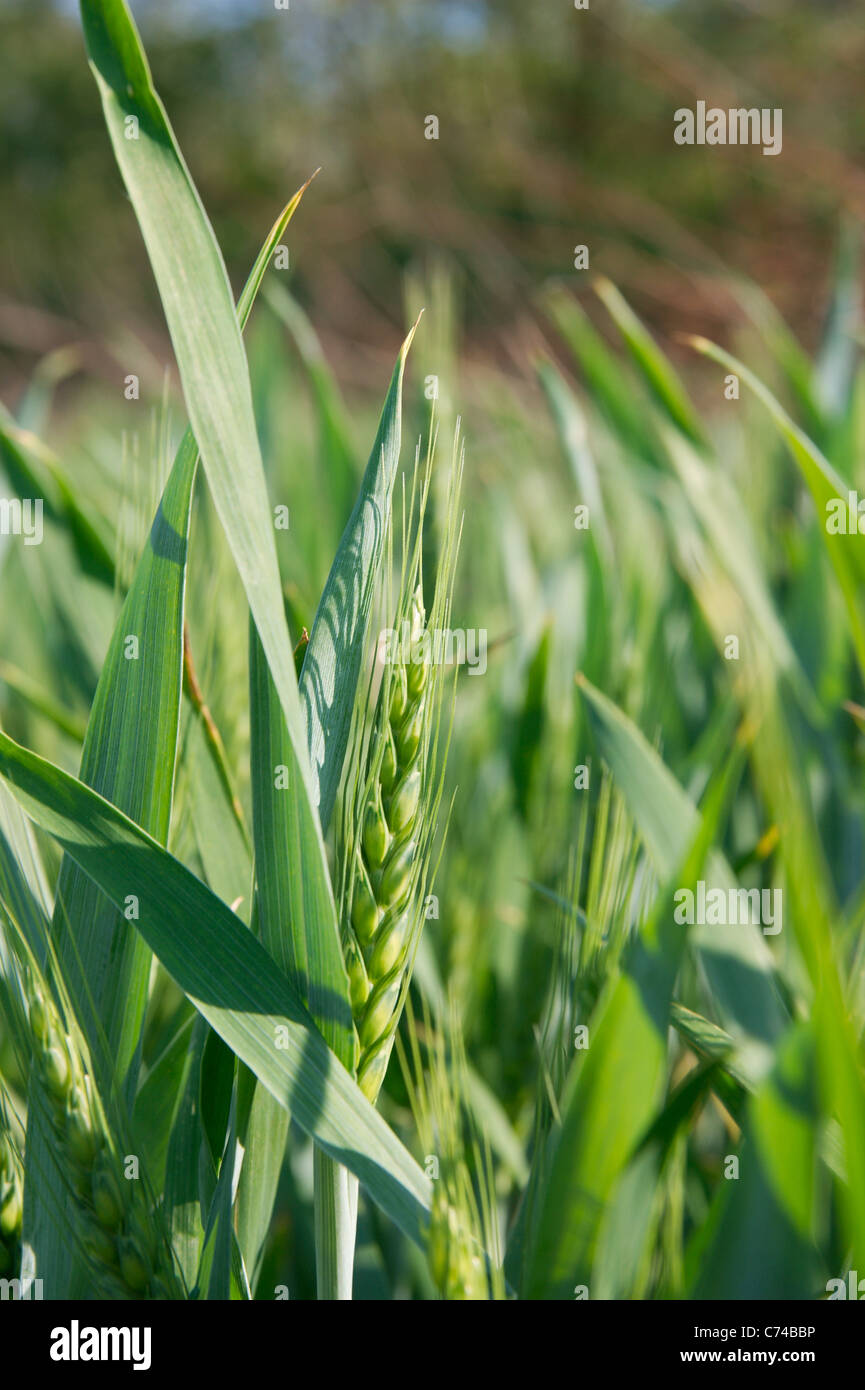 Piccolo verde pianta di grano su un campo Foto Stock